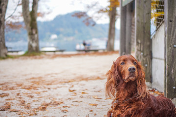 A sweet dog around Lake Bled In Slovenia an amazing lake full of impressive nature , crystal blue water with a beautiful island in the middle surrounded by those beautiful mountains and trees. 