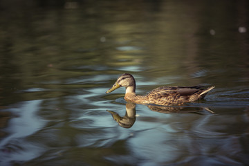 Duck in the pond