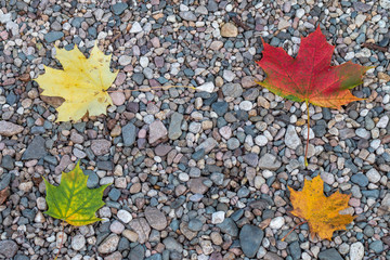 four colourful maple leaves making a square on a stone background