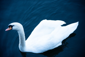 swan on lake