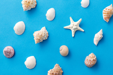 sealife and summer concept - different sea shells on blue background