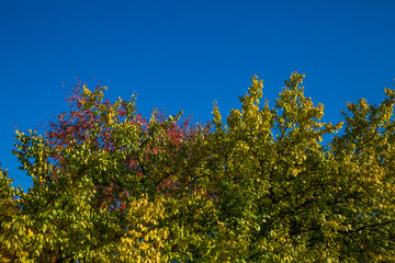 Colorful autumn leaves in the natural environment