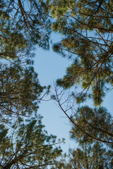 Low Angle View Of Trees Against Sky