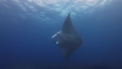 Big Manta Swimming Up To Sunlit Sea Surface In Blue Water. Manta Ray Gliding & Fins Wide Open. Big Ray Or Reef Manta Swims In Peaceful Ocean. Underwater Wide Angle Of Pelagic Filter Feeder Marine Life