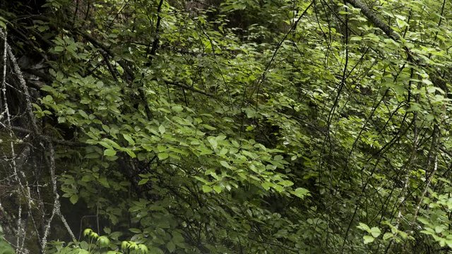 Green leaf texture, natural background. Stock footage. Top view of fresh green branches of deciduous trees swaying slightly in the wind, summer nature.