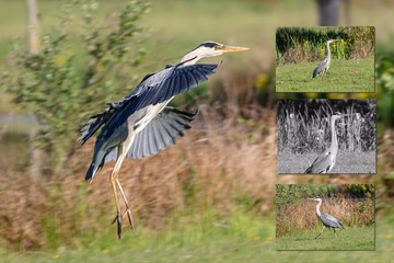 Grey heron (Ardea cinerea), Auvergne, France.