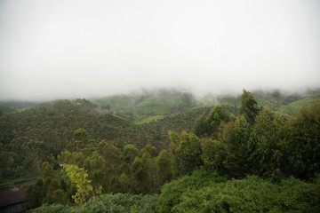 fog in the mountains
