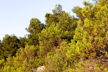 Pine forest on Kamenjak, istra