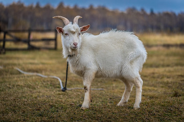 Obraz premium Goat on the farm