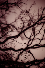 Fototapeta na wymiar silhouette of a tree branches