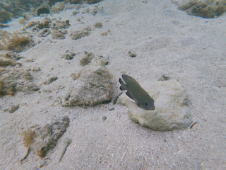 Poisson tropical Petite Terre Guadeloupe France
