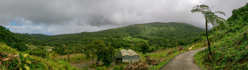 Jungle Basse Terre Guadeloupe France