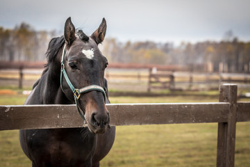 Black horse