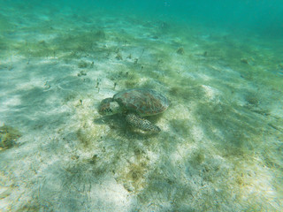 Tortue Ile de Petite Terre Guadeloupe France