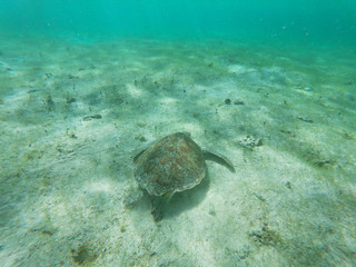 Tortue Ile de Petite Terre Guadeloupe France