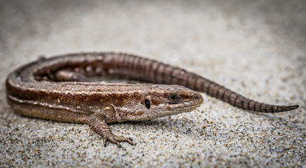 Lizzard