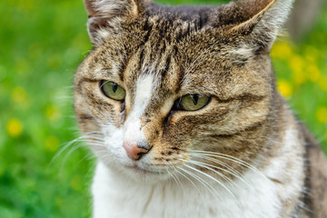 domestic cat with a collar sits in the garden against a background of green grass and yellow flowers and looks into the distance