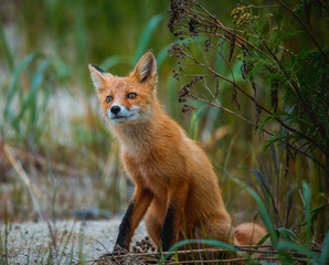 Obraz premium Wild red fox in the forest