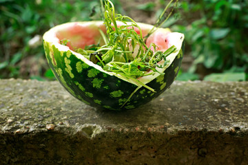 Kitchen waste thrown in composting bin for recycling and organic fertilizer. Homemade compost heap...