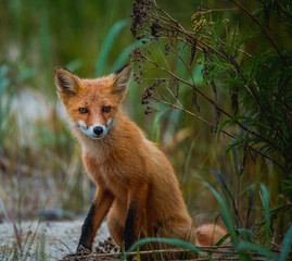 Wild red fox in the forest