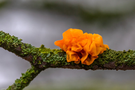 Yellow brain, Golden jelly fungus, Yellow trembler, or Witches' butter