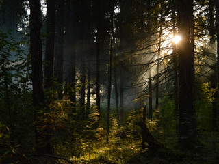 sunset in the forest