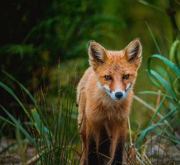 Wild red fox in the forest