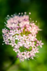 Macro fleurs