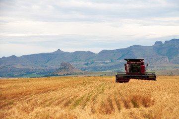 Obraz premium Combine harvester, harvesting wheat, just before a thunderstorm, in Kwazulu Natal, South Africa