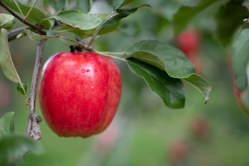 Close up of fresh red apple ready for havest.