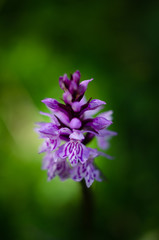 Obraz premium Macro fleurs