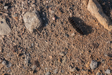 Black millipede walking through the path