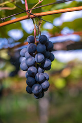 Close up fresh grapes  on the vine in the farm with nice blur background for winery background concept