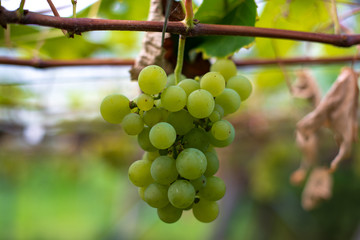 Grapes with green leaves background hang on the vine ready for harvest