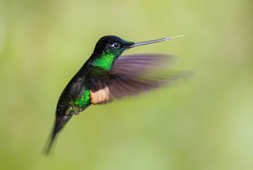 Fototapeta na wymiar Buff-winged Starfrontlet - Coeligena lutetiae, beautiful green hummingbird from Andean slopes of South America, Guango Lodge, Ecuador.