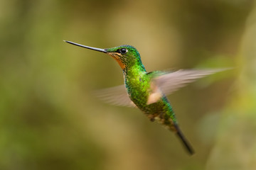 Obraz premium Buff-winged Starfrontlet - Coeligena lutetiae, beautiful green hummingbird from Andean slopes of South America, Guango Lodge, Ecuador.
