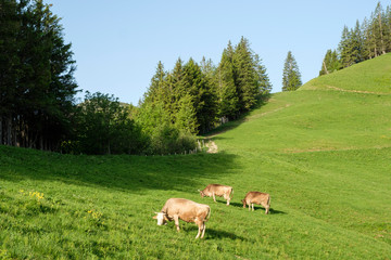 Grazing cows with horns on a lush meadow in the Bernese Oberland / Switzerland