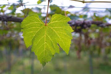 Grapes with green leaves background hang on the vine ready for harvest