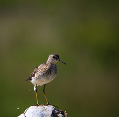 Wood sandpiper in the nature