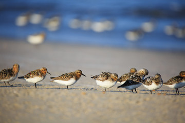 waders on the seashore