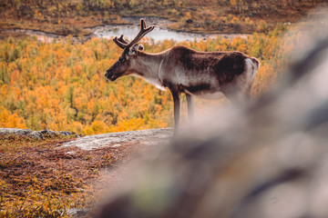 Healthy and free reindeer enjoying the chilly autumn day on  the top of the hill. All trees changing the colors. Finland