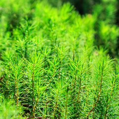 Highland forest moss closeup