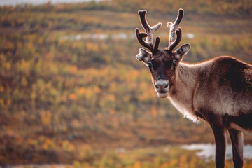 Surprise young male reindeer, during hunting season, autumn.