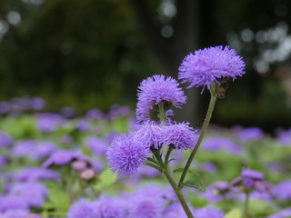  Purple Flower Makro Copyspace summer