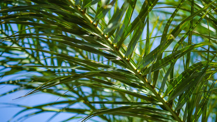 Close up of a palm tree branch in the sunny day on blue sky background. The concept of summer holidays in tropical countries. Palm leaves on the sun. Beautiful natural background. 