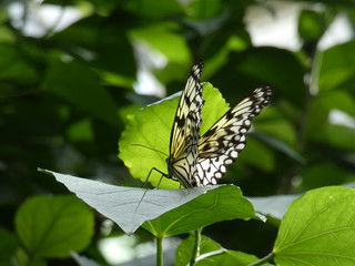 Schmetterling auf Blatt