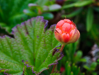 Berry in the forest. macro