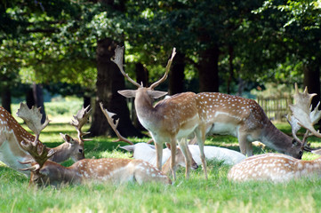 A group of deer sitting on grassland