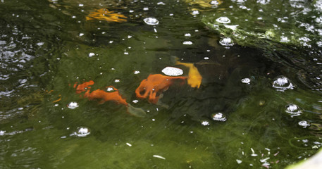 Fototapeta na wymiar Fish in river
