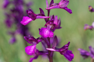 Fototapeta na wymiar butterfly orchid n Cape Kamenjak, Croatia
